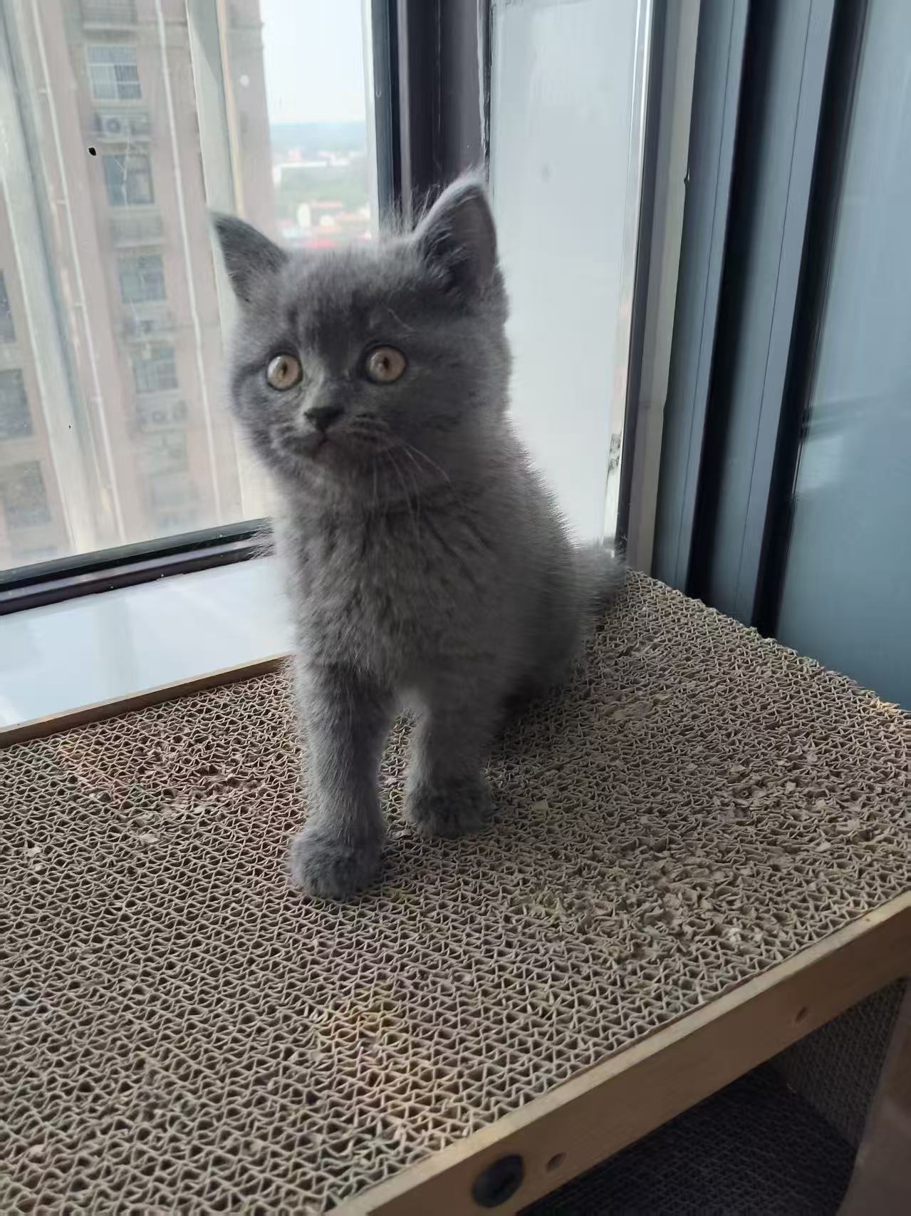 英短蓝猫,两只可挑,抱窝优惠